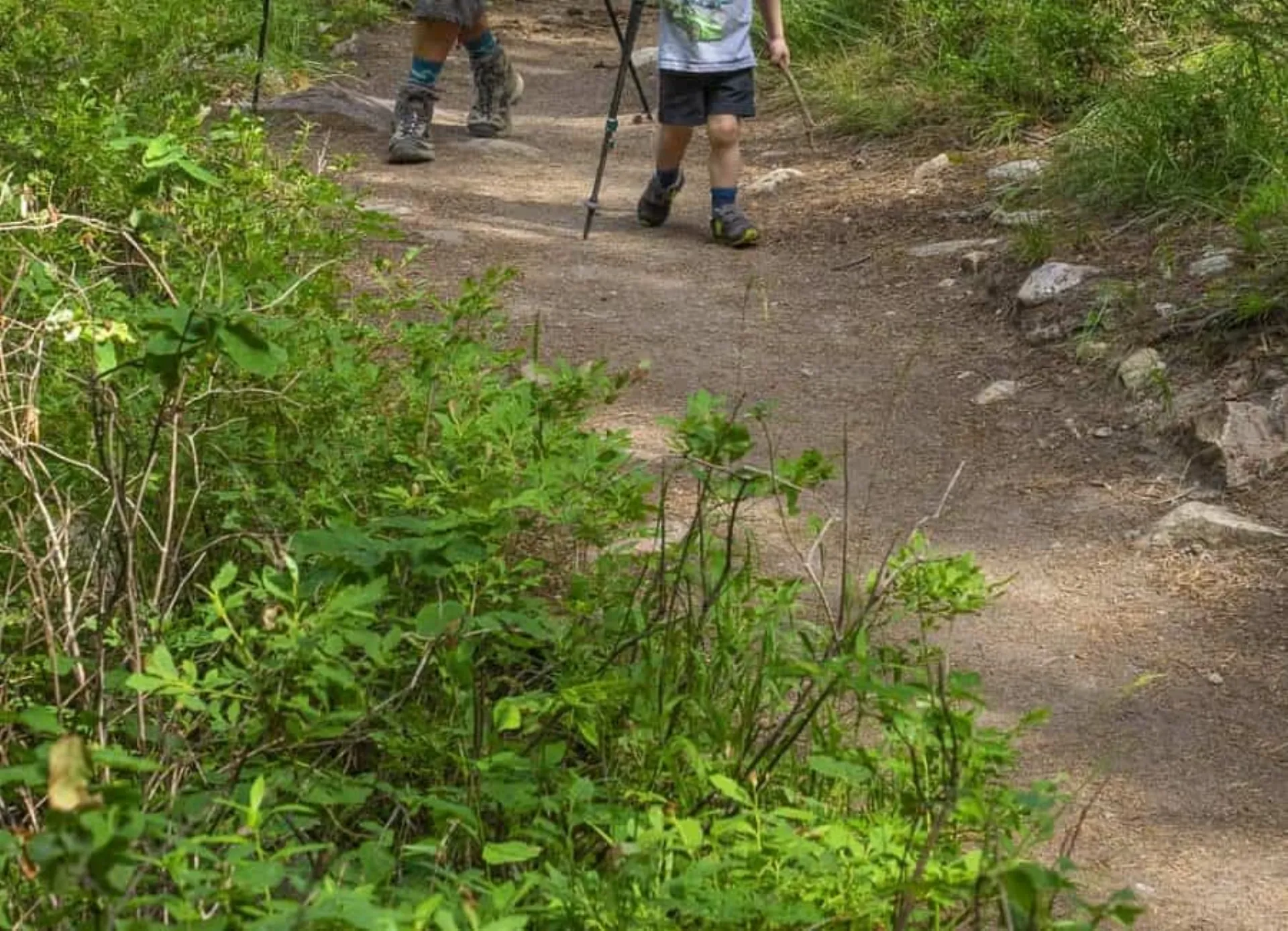 Hikers on a trail through lush greenery in Teton Valley